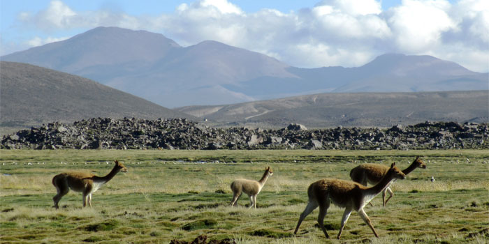 Guanacos in Chile