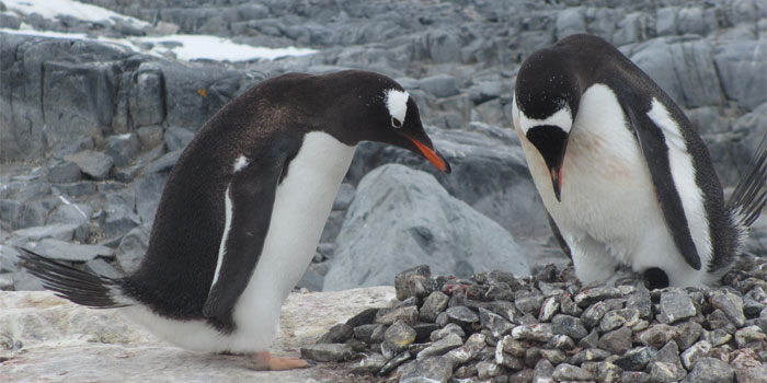 Pinguine Antarktis