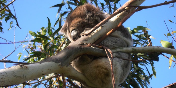 Koala in Australien