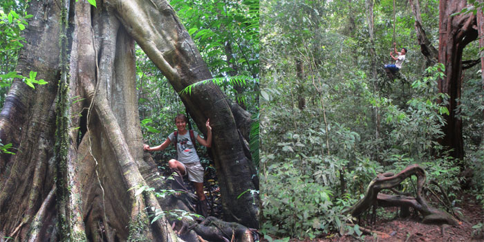 Tarzan Swing in Ketambe