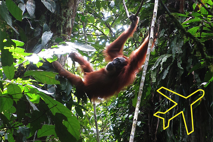 Sumatra Orang Utan Dschungel Trekking Tour von Ketambe