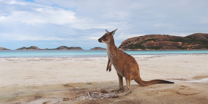 westaustralien-kaenguru-strand