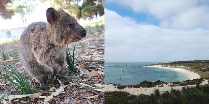 westaustralien-rodnest-island-quokka