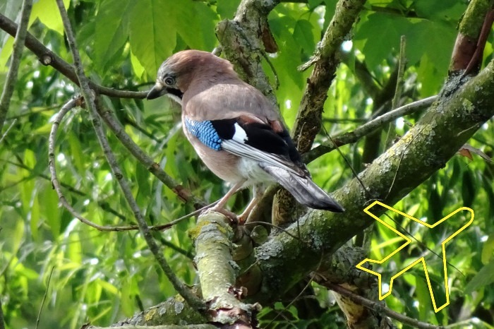 vogelbeobachtung-deutschland2