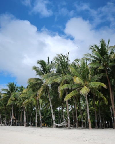 dumaluan-beach mit palmen bohol philippinen