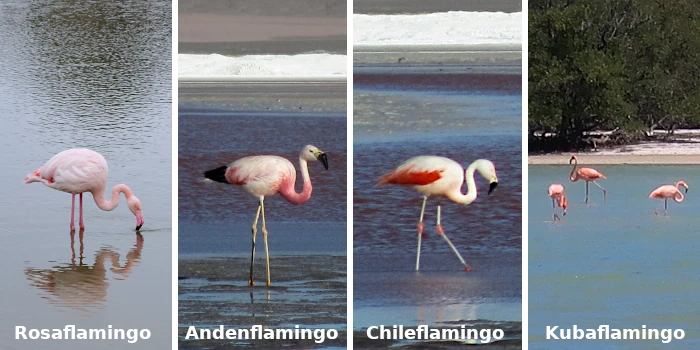 die unterschiedlichen flamingoarten: rosaflamingo, andenflamingo, chileflamingo, kubaflamingo