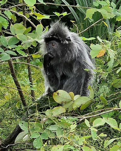 silberner-haubenlangur-borneo