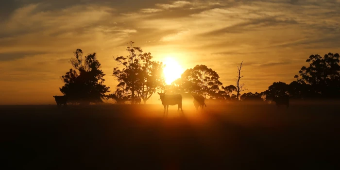 sonnenaufgang-farm-australien